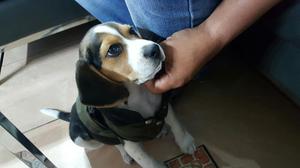 Cachorro Beagle