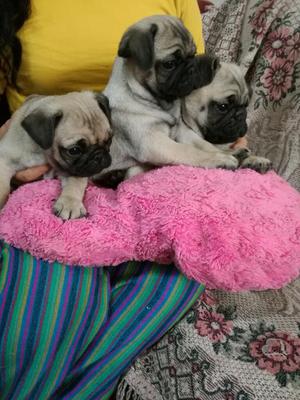 Cachorros Pug Muy Hermosos