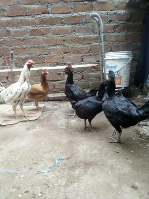Gallo Y Gallina