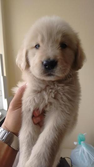 Golden Retriver Autenticos