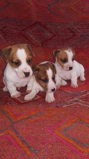 Hermosos Jack Russell