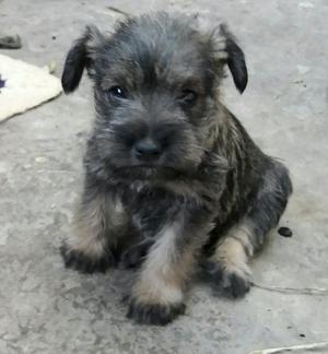 Lindos Perritos Schnauzer Miniatura ❤