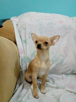 Ocasión Lindo Cachorro Chihuahua