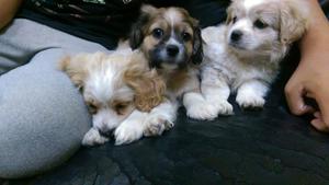 Pequines con Shih Tzu