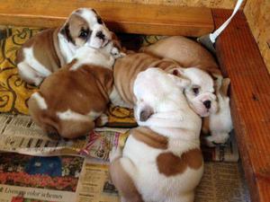 Perritos bulldog inglés en adopcion