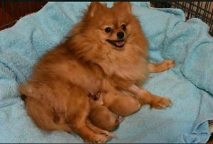 Pomerania Boo