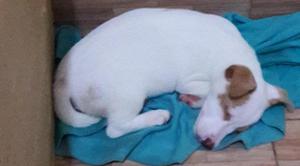 R E M A T O JACK RUSSELL TERRIER ACEPTO OFERTAS RAZONABLES