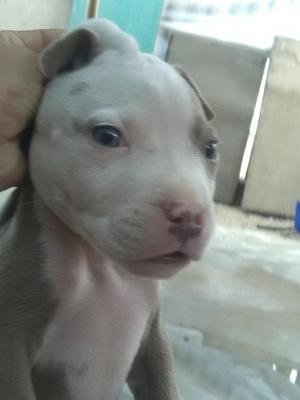 Se Vende Perro Pitbull