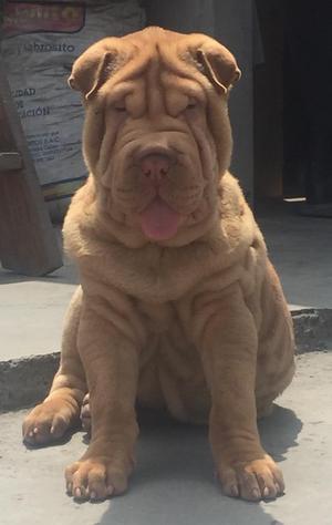 Sharpei