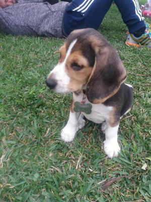 Vendo Cachorra Beagle Raza Pura Vacunada