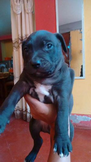 Vendo Cachorro Pitbul