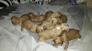 Venta de Cachorros Cocker Spaniel