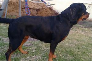 Venta de Rott