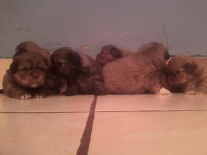 vendo perros chizu originales