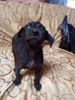 Cachorita Labrador con Rottweiler