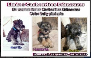 Cachorritos Schnauzer