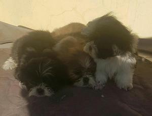 Cachorros Shih Tzu