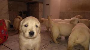 Cachos Golden Retriber