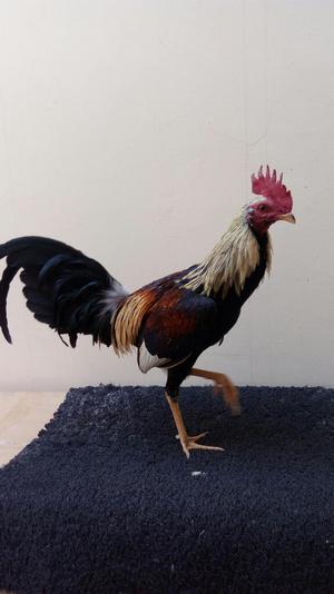 Gallo