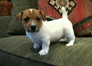 Jack Russell