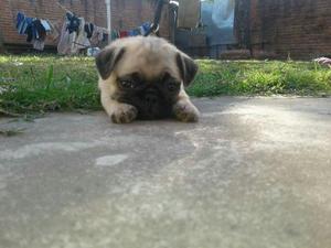 Pug Carlino 4 Cachorros