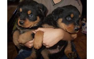 ROTTWEILER ROBUSTOS