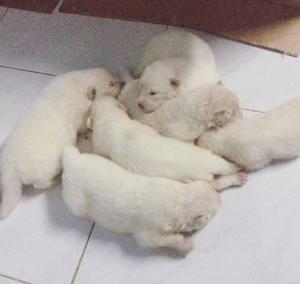 SAMOYEDO CACHORRITOS