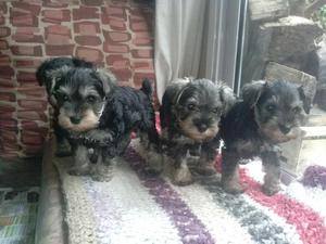 SCHNAUZER CACHORROS