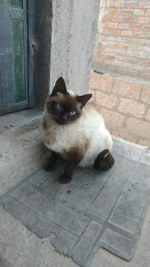 Se Vende Gatita Ciames 