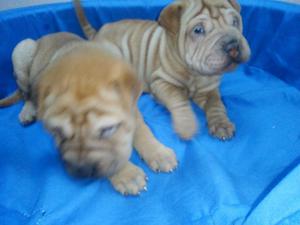 Shar Pei Cachorro