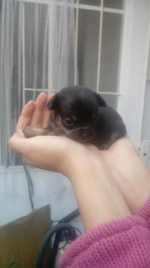 Vendo Chihuahua