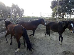 Vendo Tres Caballos