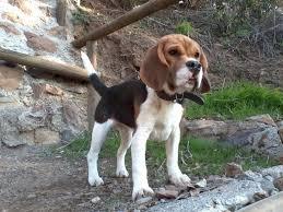 hola a todos pongo a la venta beagle tricolor prenada de 3