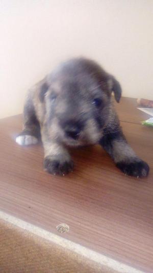 venta de cachorros schnauzer