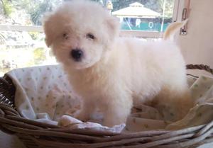 Bichon Frise