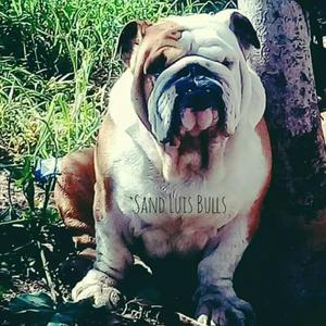 Bulldog Ingles Arequipa Monta