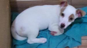 Busca hogar Jack Russell Terrier de 4 meses