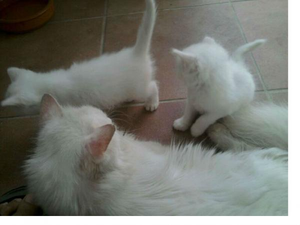 GATO ANGORA LINDOS