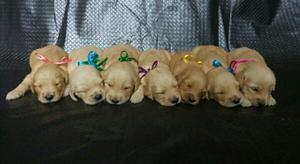 GOLDEN RETRIEVER CACHORROS DE RAZA