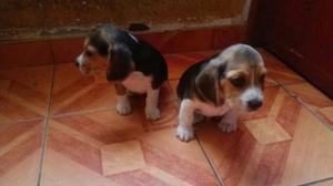 Hermosos Cachorros Beagles Tricolor