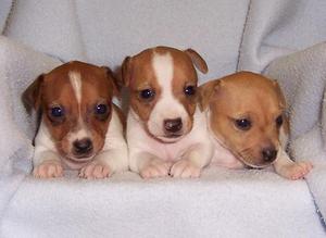 JACK RUSSELL CACHORROS