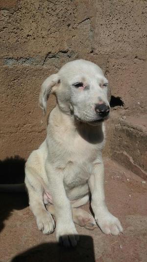 Labrador Color Hueso