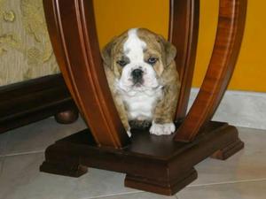 Ocacion Cachorritos Bullingles en Venta