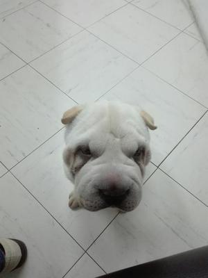 Sharpei