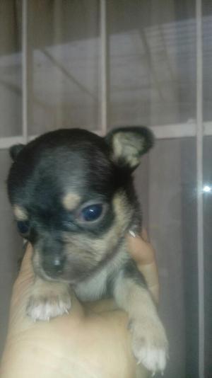 Vendo Chihuahua