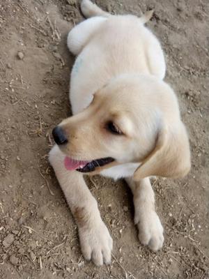 Vendo Labrador de 3 Meses con Vacunas