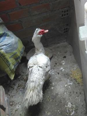 Vendo Pato O Cambio por Cuyes Hembra