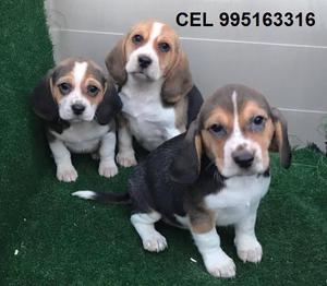 estoy vendiendo hermosos beagle con vacunas bellos cachorros