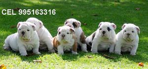 se venden lindos cachorros bulldog ingles con vacunas se