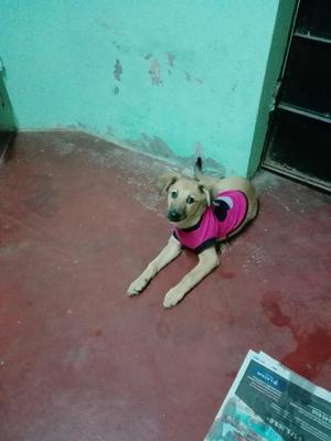 Adopta Esta Perrita